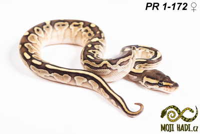 hadi na prodej, mládě, český chov hadů, odchov hadů, mojihadi.cz, Python regius, ballpython, krajta královská,  Lesser, het Desert Ghost